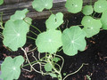 SUNP0093.JPG
