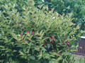 SUNP0107.JPG
