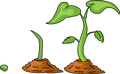 Life-cycle-plant.png