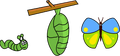 Life-cycle-buuterfly.png