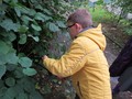 year 4 harvesting hazel stick .JPG