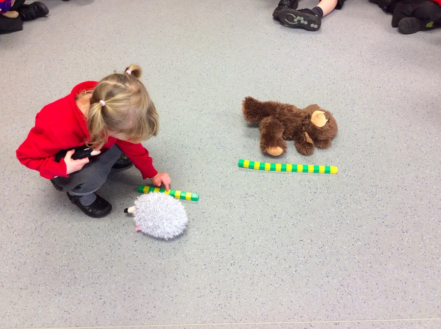 Hattie is using cubes to measure the length of some teddies