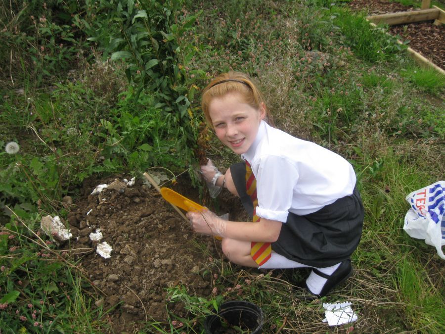 Rose, preparing the ground for wild flowers, 2012.