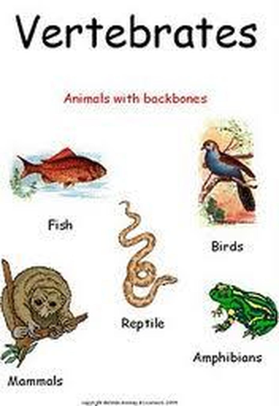 Vertebrates