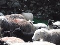 DSCF5268.jpg