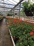 garden10.JPG