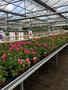 garden12.JPG