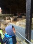 farm2.JPG