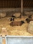 farm4.JPG