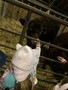 farm11.JPG