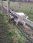farm15.JPG