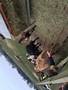 farm16.JPG