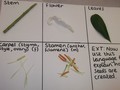 Science - dissecting a plant 3.JPG