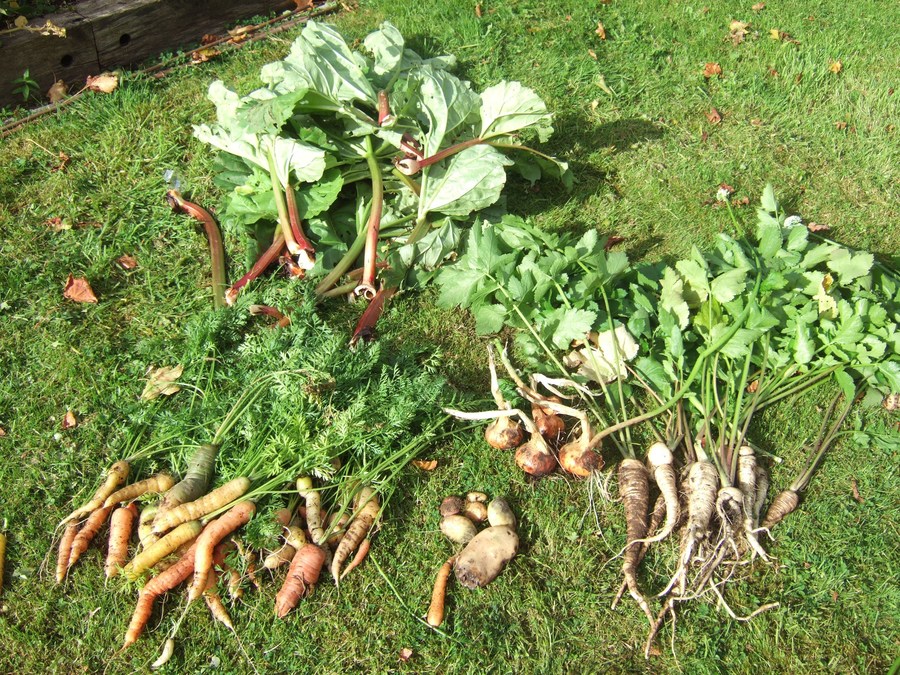 Harvest time....what a great crop!