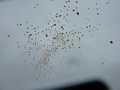 P1060433.JPG