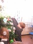 christmas tree decorations (29).JPG