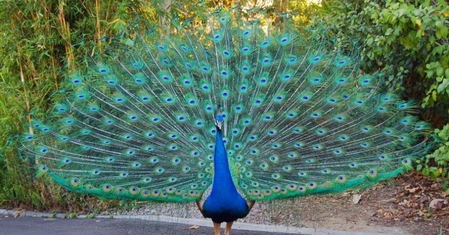 Kingfield Primary School and Nursery - Peacock Class