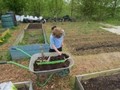 allotment1.jpg