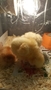 9 chicks (5).jpg