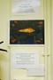 the_golden_fish_001.jpg