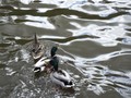 SAMPLED_4177929_740_600___.jpg