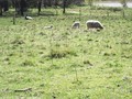 SAMPLED_4178009_740_600___.jpg