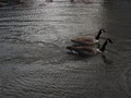 SAMPLED_4178042_740_600___.jpg