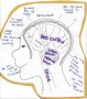 Brain3.jpg