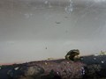frog 1.jpg