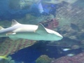 IMG_0608.JPG