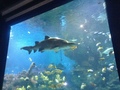 IMG_0597.JPG