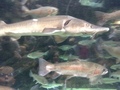 IMG_0266.JPG