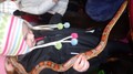DSC02896.JPG
