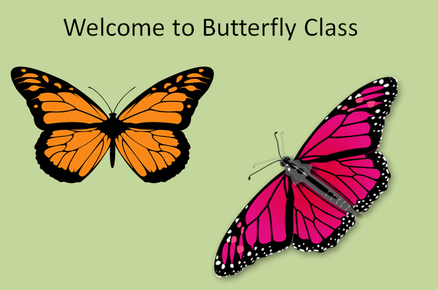 Image result for butterfly class