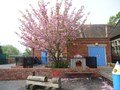 cherry tree.jpg