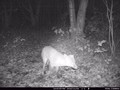 Wild cam day 2 .11.16 027.JPG
