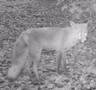 Wild cam day 2 .11.16 032.JPG