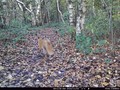 Wild cam day 2 .11.16 040.JPG