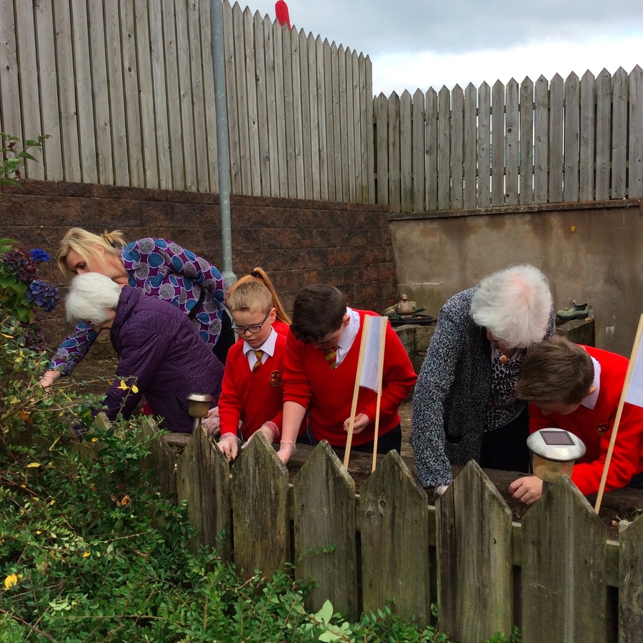 Mrs Davis and some P.7 pupils help residents plant some crocus corms in the communal gardens in Spelga Mews