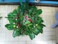 IMG_2107.JPG