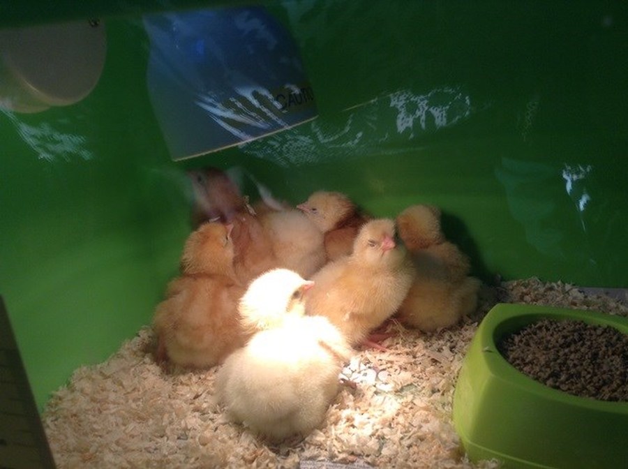 Chicks Hatching at Etz Chaim 2017