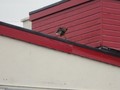 DSC04002.JPG