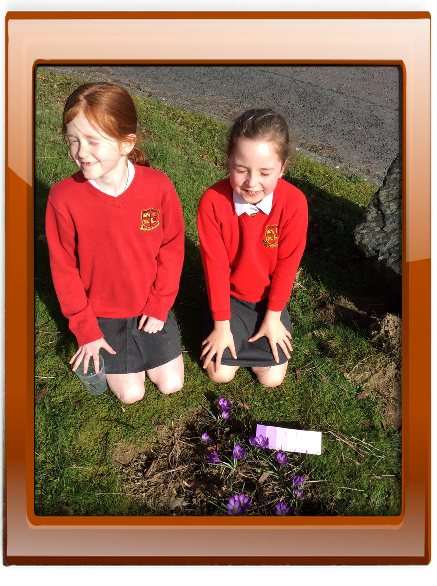 Katie and Rihanna spotted our Purple for Polio crocuses.  They match the purple colour on their card.