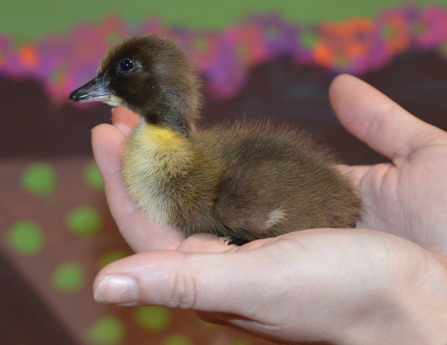 Dotty the Duckling
