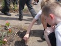 Cls4 Allotments - May 17 (27).JPG