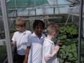 Cls4 Allotments - May 17 (30).JPG