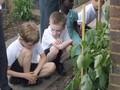 Cls4 Allotments - May 17 (33).JPG