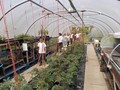 Cls4 Allotments - May 17 (37).JPG