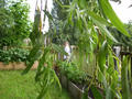 concertandgarden043.jpg